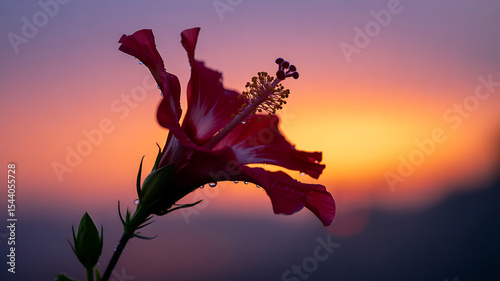 A close up of a red hibiscus flower against a vibrant sunset background sky