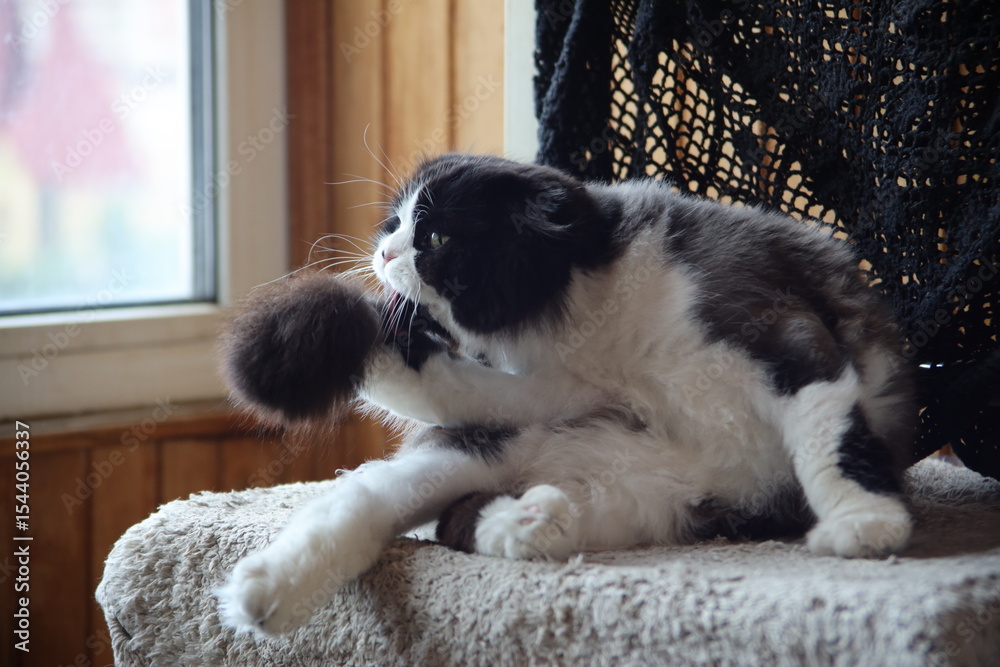 Ukraine. Kyiv. 2025. A fluffy domestic cat licks its tail
Ukraine. Kyiv. 2025. A fluffy domestic cat licks its tail