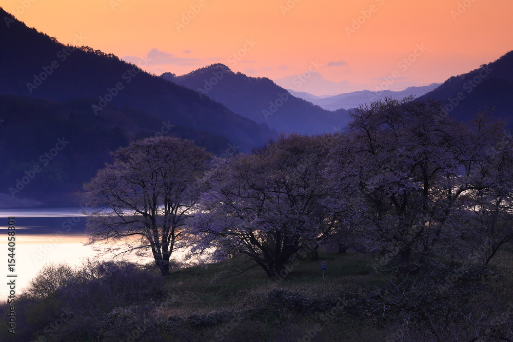 Obraz premium 夜明けの薄霧かかる桜