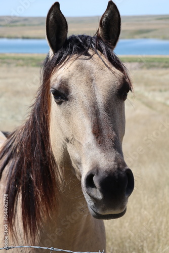A buckskin quarter horse facing the camera. The light tan color makes it look like a buckskin or a bay. A lake in the background makes this a very picturesque scene.