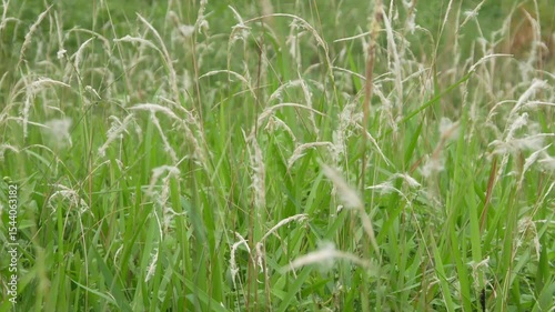 wild grass (Imperata cylindrica) blown by the wind