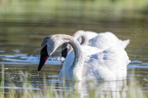A pair of Trumpeter Swans (Cygnus buccinator) feed along the banks of Cascade Lake in Yellowstone National Park.