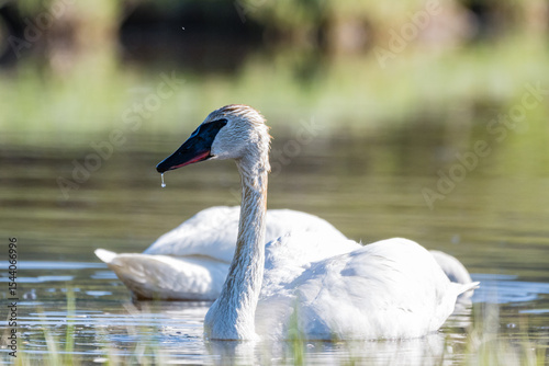 A pair of Trumpeter Swans (Cygnus buccinator) feed along the banks of Cascade Lake in Yellowstone National Park.