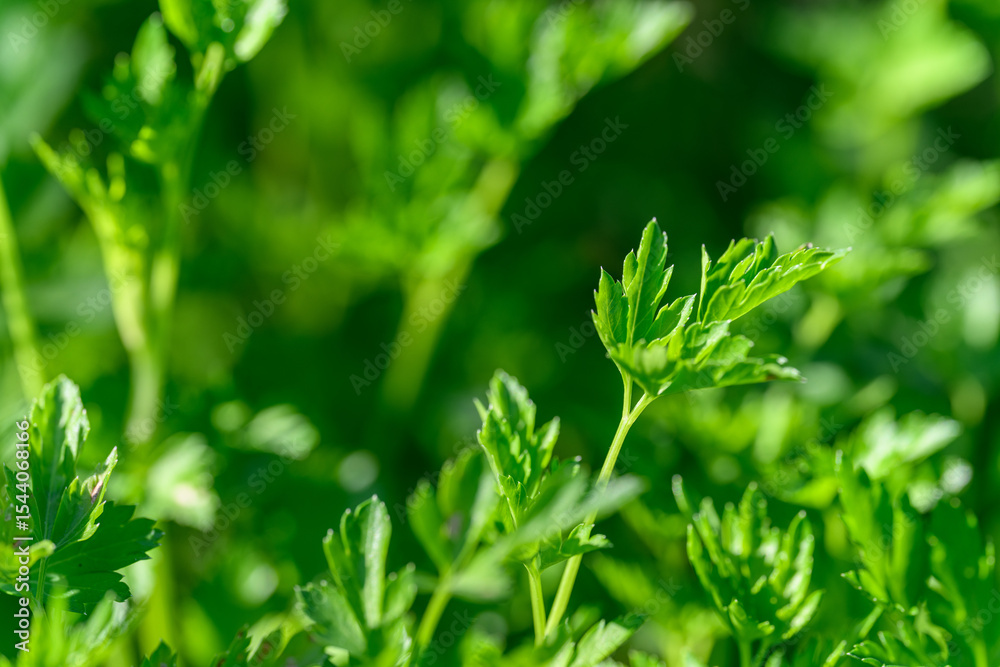 Obraz premium Fresh green parsley leaves in the garden. 