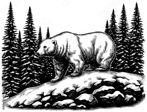 White bear standing in black and white illustration , against a winter forest backdrop.