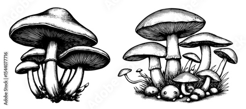 Mushroom clusters in a vintage botanical illustration style, black and white