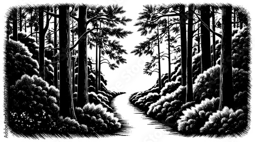 Forest path in a hand-drawn etched style, in black and white, depicting a dense woodland.