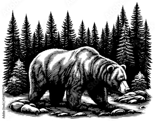 Grizzly bear wading in a forest stream, against a forest background