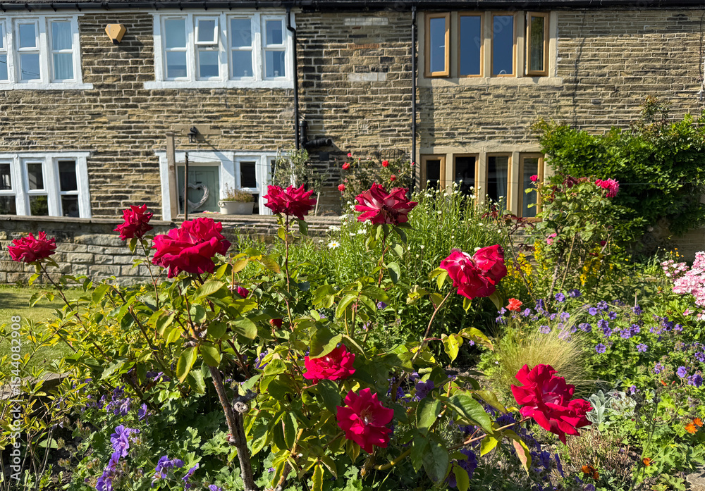 Naklejka premium “Red roses rise through bramble and bloom, their petals brushed by sunlight, while the hush of summer drapes the cottages in stories only the wind recalls near, Priestley Green, Hipperholme, UK.”
