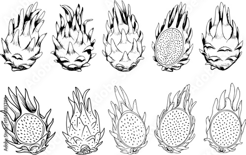 Dragon fruit collection sketch illustration