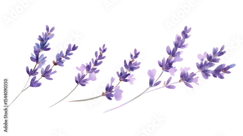 Fototapeta Naklejka Na Ścianę i Meble -  Delicate lavender sprigs in a soft purple watercolor style, minimalistic isolated composition on white background for postcards, banners