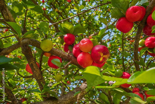 Acerola - Malpighia emarginata, or acerola cherry, Barbados cherry. It is rich in vitamins C, A, B1, B2, and B3, carotenoids and bioflavonoids, with antioxidant uses. Brasilia, July 2022