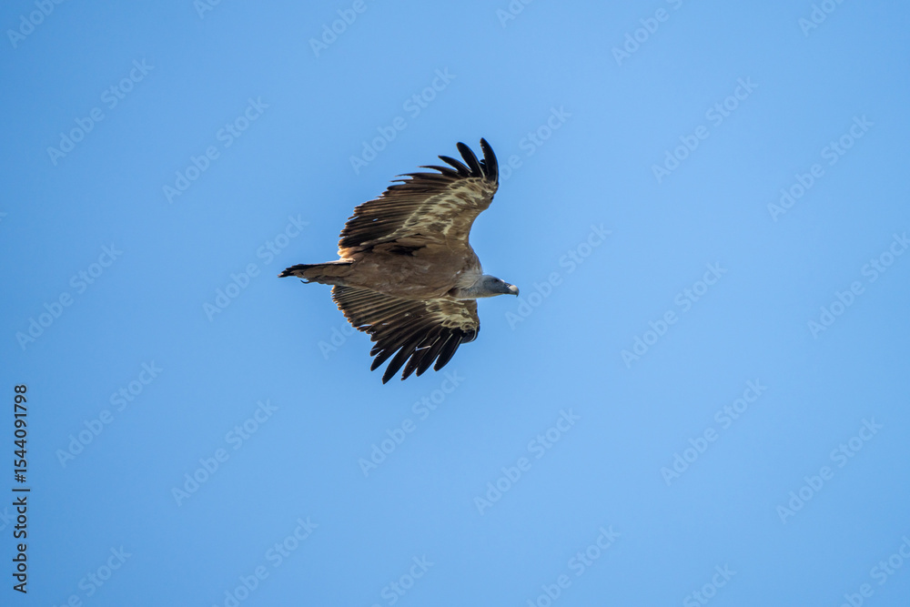 Obraz premium Griffon vulture (Gyps fulvus) photographed in Spain