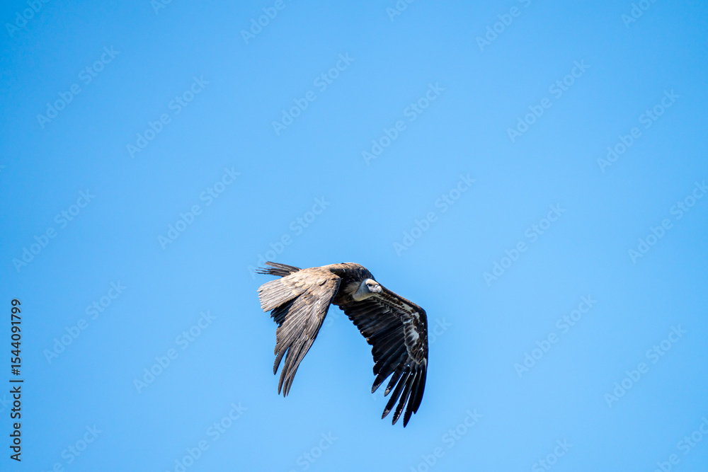Obraz premium Griffon vulture (Gyps fulvus) photographed in Spain