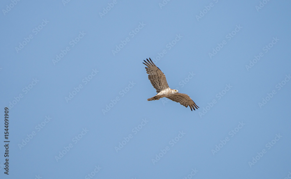 Obraz premium Short-toed eagle (Circaetus gallicus) photographed in Spain