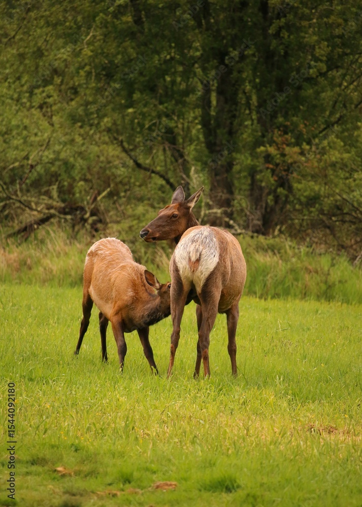 Fototapeta premium Elk Calf Nursing from Mother