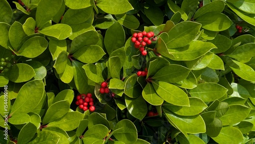 Natural background with red berries and green leaves