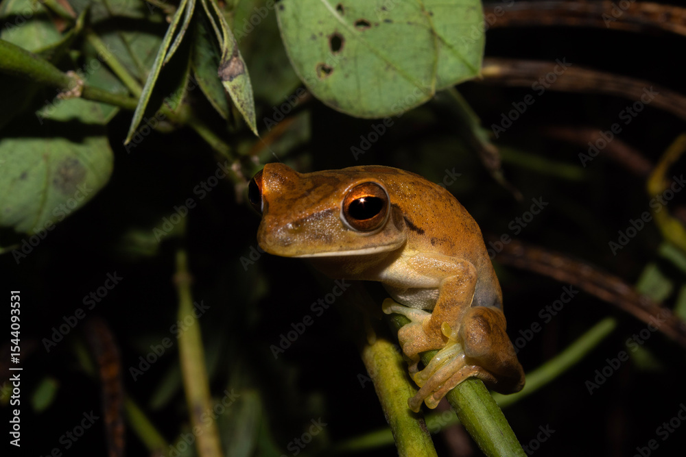 Obraz premium Ranas arboricolas de la amazonia boliviana