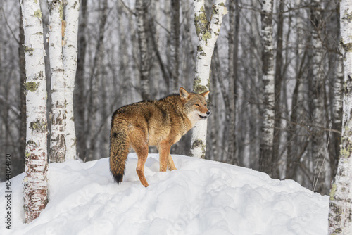 Coyote (Canis latrans) Turns Around at Top of Hill in Woods Winter