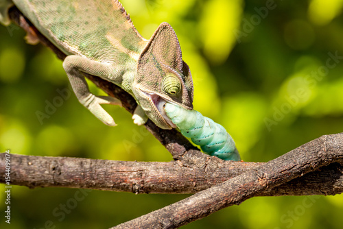 Close-up of Veiled Chameleon (Chamaeleo calyptratus) eats a blue caterpillar (Manduca sexta)