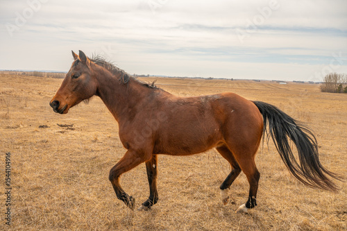 Brown horse trotting in open pasture
