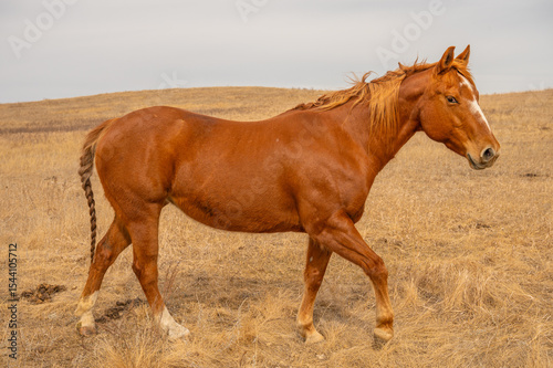 Chestnut horse walking across hilly farmland