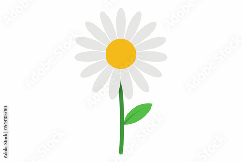 Daisy and chamomile blossoms isolated on a white background, highlighting their natural beauty and delicate petals