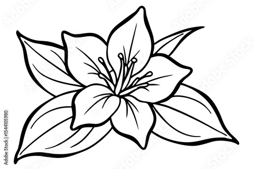 White lily flower vector illustration, a beautiful floral design element depicting nature's blossom