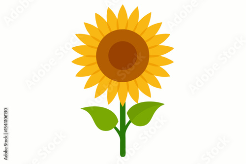 Yellow sunflower blossom on white background