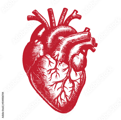 Detailed Anatomical Illustration of a Human Heart in Red