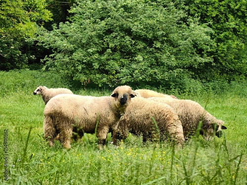 Foto A small flock of sheep graze in a meadow