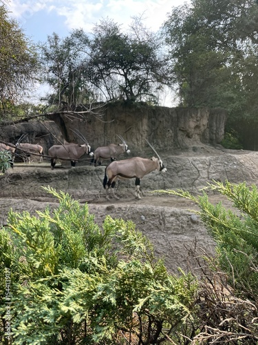 Photography Antelope in the Zoo in the city