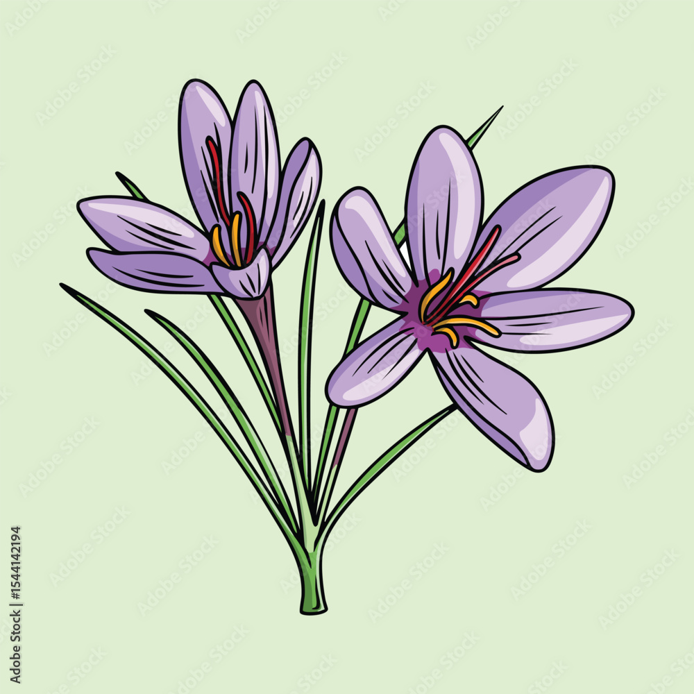 Fototapeta premium Hand drawn of a saffron crocus flower in bloom