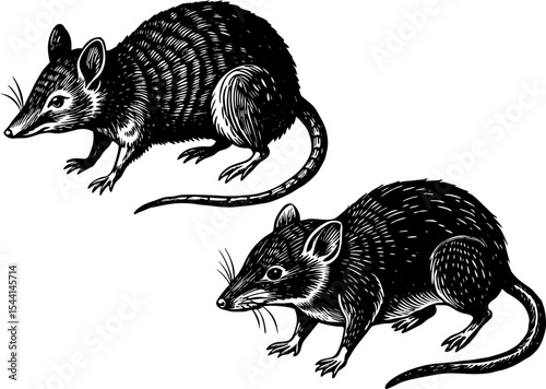 shrew with a pointed nose, isolated on a white background. shrew silhouette. Somali shrew vector illustration.