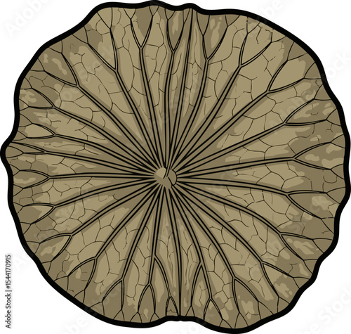 vector clip art dried Dried Lotus Leaf