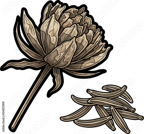 vector clip art dried Dried Caraway Seeds