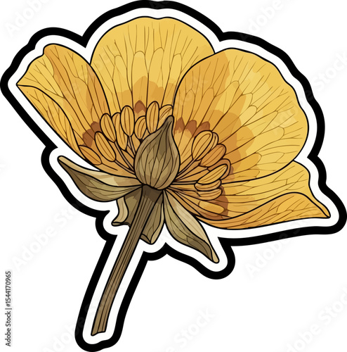 vector clip art dried Pressed Buttercup Flower