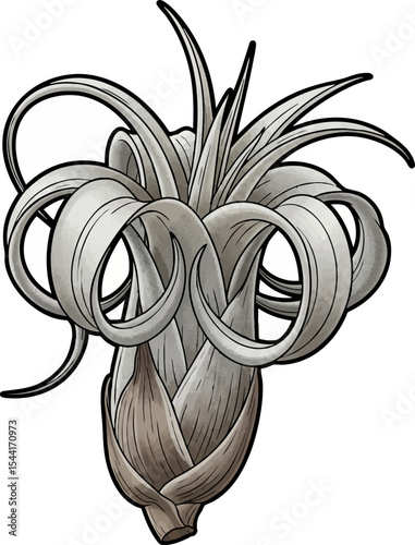 vector clip art dried Dried Air Plant (Tillandsia)
