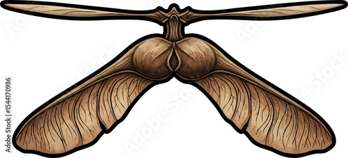 vector clip art dried Dried Sycamore Seed