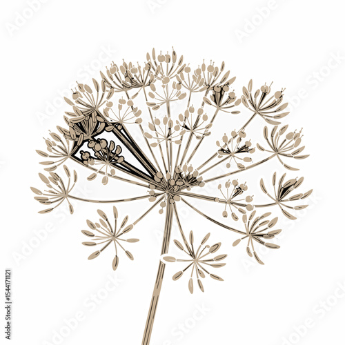 vector clip art dried Dried Dill Flower Head