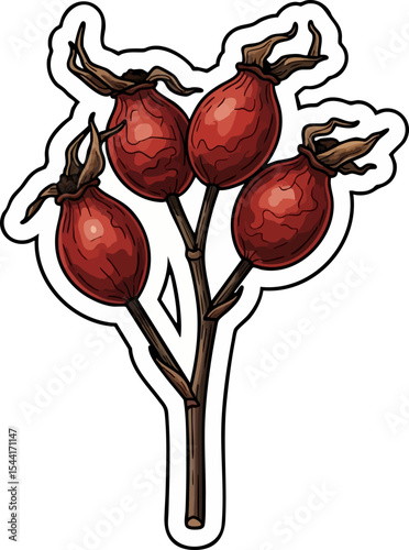 vector clip art dried Dried Rose Hips