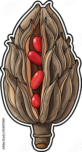 vector clip art dried Dried Magnolia Seed Pod