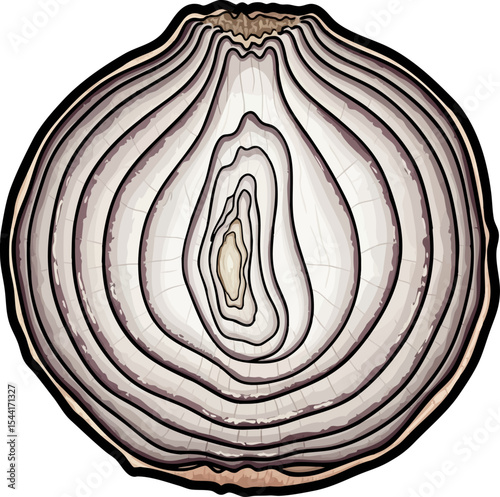 vector clip art dried Cross-section of a Dried Onion
