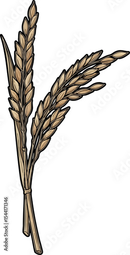 vector clip art dried Dried Rice Stalks