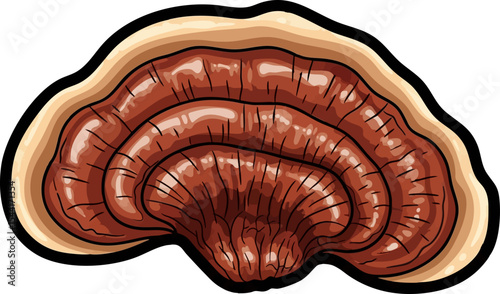 vector clip art dried Dried Reishi Mushroom Slice