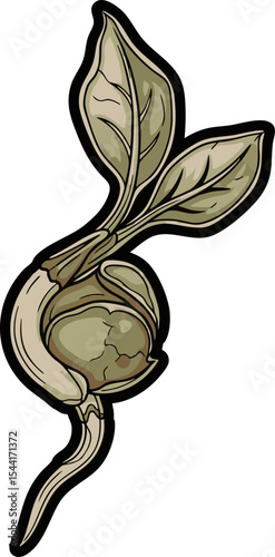 vector clip art dried A Single Dried Lentil Sprout