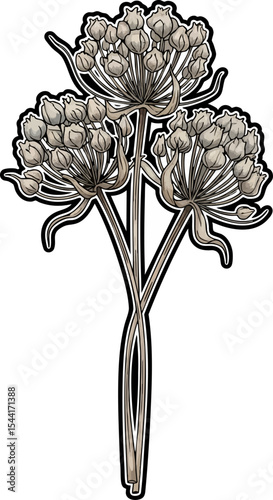 vector clip art dried Dried Allium Flowers