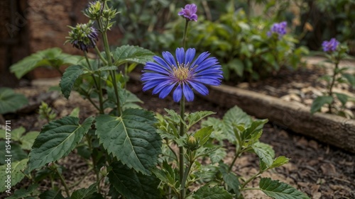 neekantha or purpl e blue flower in a garden