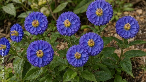 neekantha or purpl e blue flower in a garden