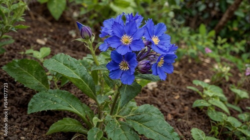 neekantha or purpl e blue flower in a garden